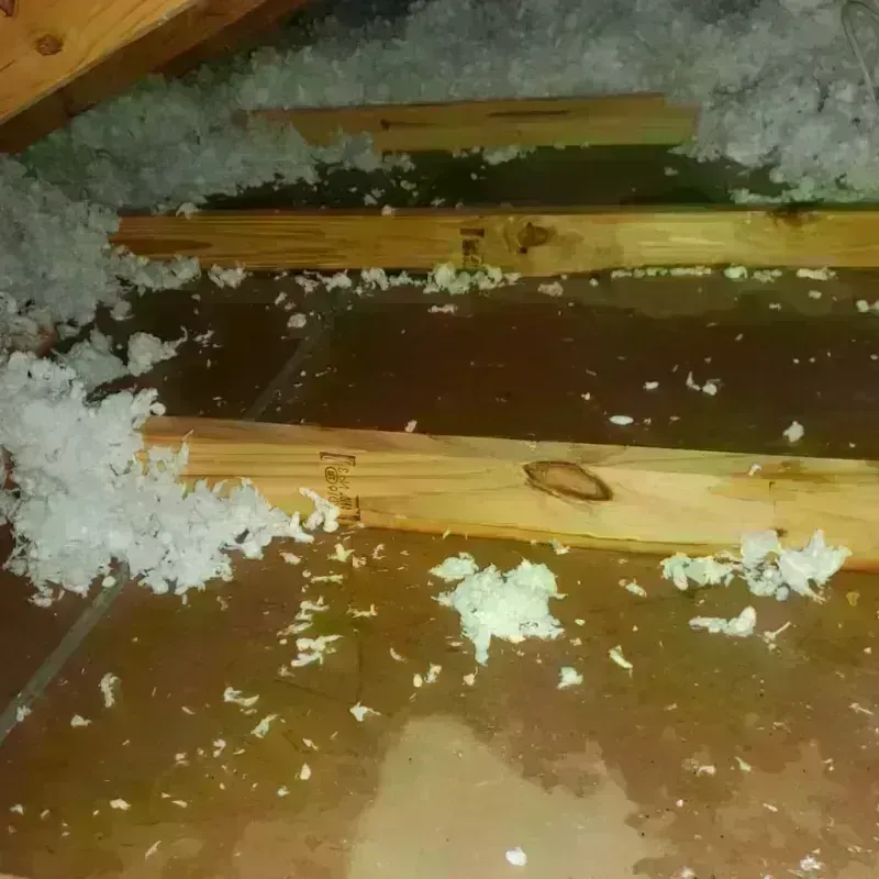 Best Attic Water Damage Service in Arlington Heights, PA